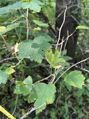 Ribes cynosbati