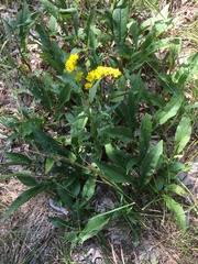 Solidago juncea