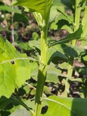 Verbesina microptera