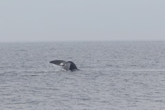 Eubalaena glacialis