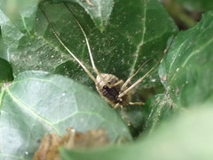 Odiellus spinosus