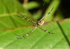 Argiope argentata