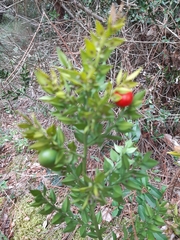 Ruscus aculeatus