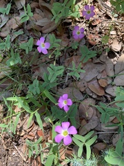 Oxalis drummondii