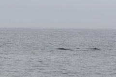 Eubalaena glacialis