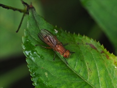 Tetanocera