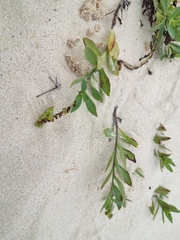 Heliotropium arborescens