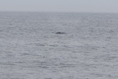 Eubalaena glacialis