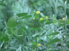Corchoropsis crenata