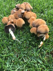 Coprinellus micaceus