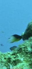 Stegastes partitus