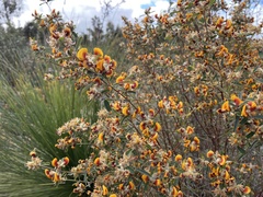 Pultenaea
