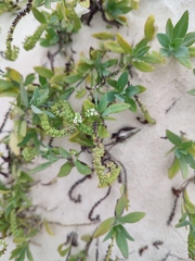 Heliotropium arborescens