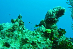Stegastes partitus