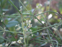 Rubia ovatifolia