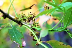 Fraxinus angustifolia