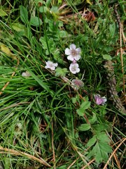 Phacelia platycarpa