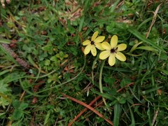 Sisyrinchium conzattii