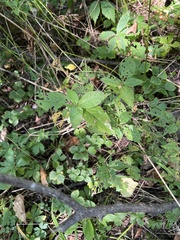 Cryptotaenia canadensis