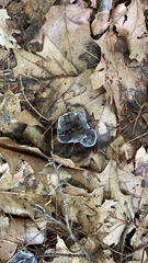 Phellodon niger