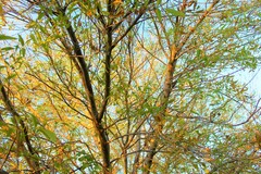 Fraxinus angustifolia