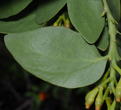 Psittacanthus schiedeanus