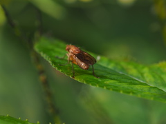 Tetanocera