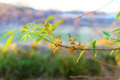 Fraxinus angustifolia