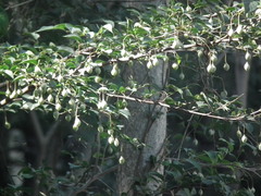 Styrax japonicus