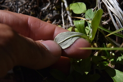 Antennaria howellii