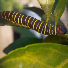 Achlyodes