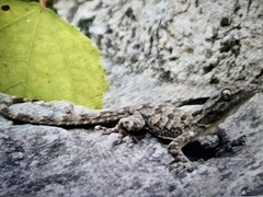 Hemidactylus leschenaultii