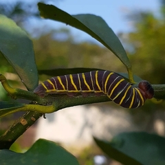 Achlyodes