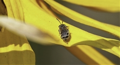 Halictus tripartitus