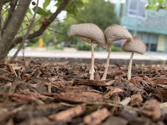 Leucoagaricus americanus