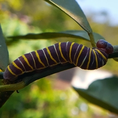 Achlyodes