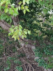 Hippomane mancinella