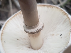 Leucoagaricus leucothites
