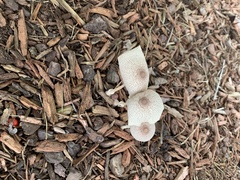 Leucoagaricus americanus