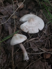 Leucoagaricus leucothites