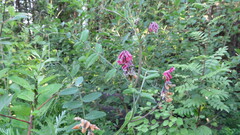 Lathyrus pisiformis