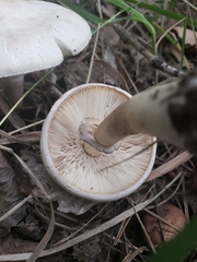 Leucoagaricus leucothites