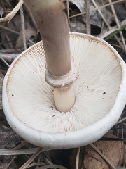 Leucoagaricus leucothites