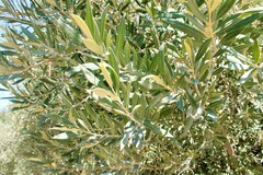 Olea europaea