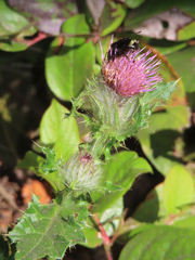 Cirsium edule