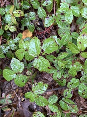 Rubus hispidus