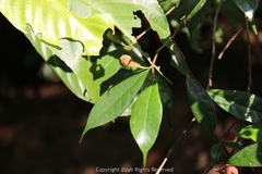 Ficus formosana