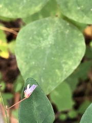 Desmodium marilandicum