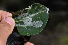 Phyllocnistis populiella