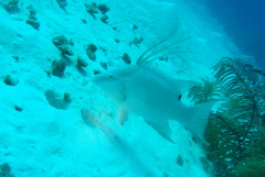 Lachnolaimus maximus